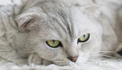 开云体育登录入口-输给独行侠十连胜终结，湖人其实早就有了预感？